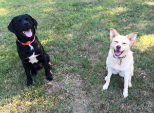 Screen Shot 2018-01-22 at 4.10.06 PM