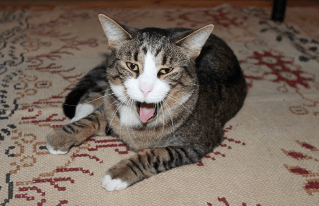 Screen Shot 2018-01-30 at 6.55.18 PM