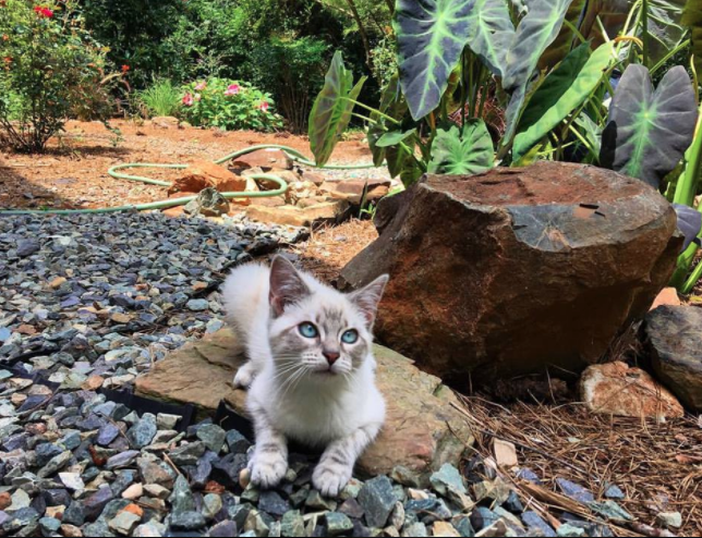 Screen Shot 2018-02-15 at 9.17.36 PM