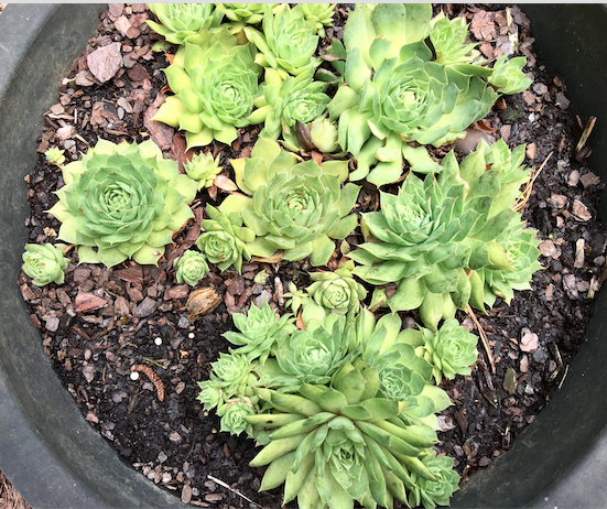 Screen Shot 2018-06-25 at 1.04.11 PM