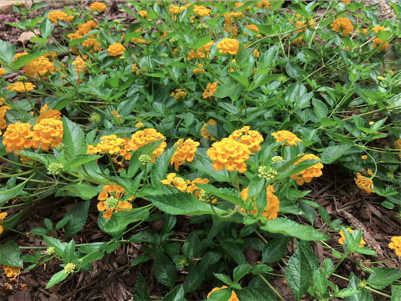 Screen Shot 2018-06-25 at 1.05.10 PM.png