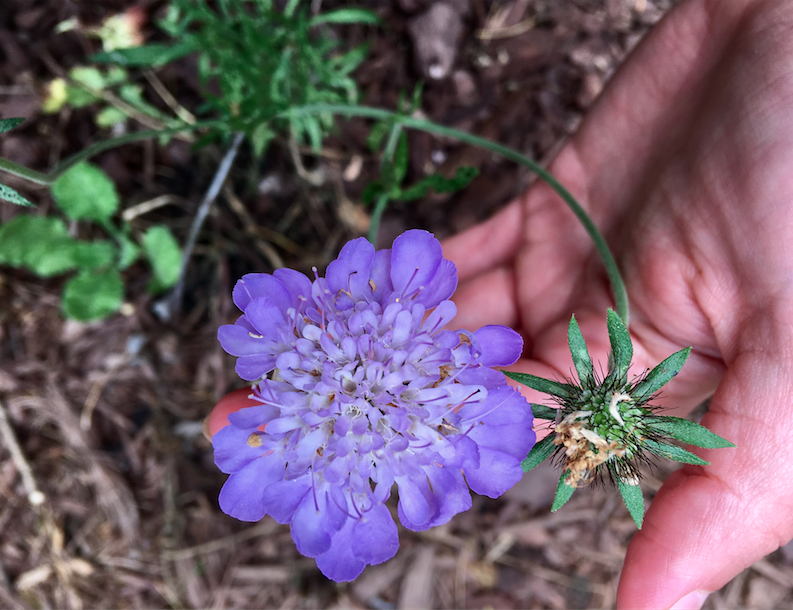 Screen Shot 2018-06-25 at 1.05.59 PM