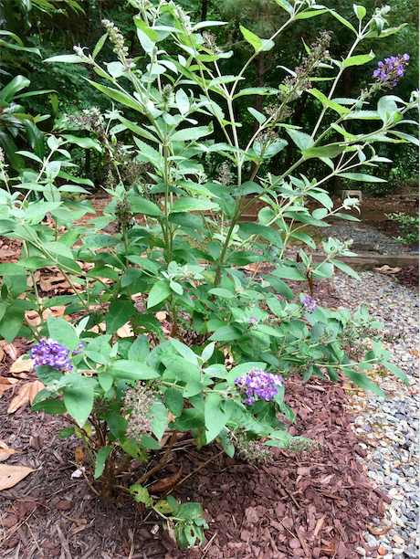 Screen Shot 2018-06-25 at 1.09.16 PM