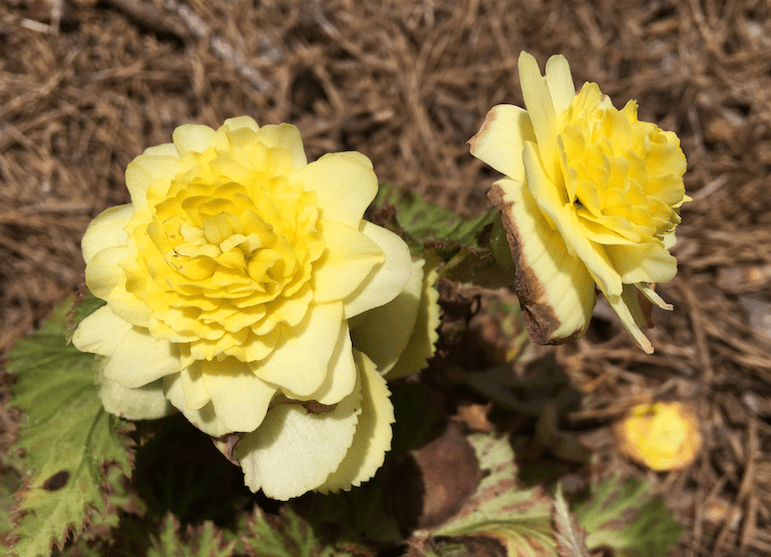 Screen Shot 2018-06-25 at 1.32.50 PM