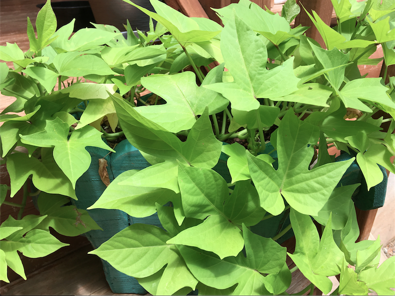 Screen Shot 2018-06-25 at 12.29.21 PM