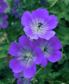 Screen Shot 2018-07-30 at 6.52.43 PM