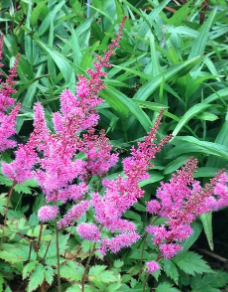 Screen Shot 2018-07-30 at 6.57.06 PM