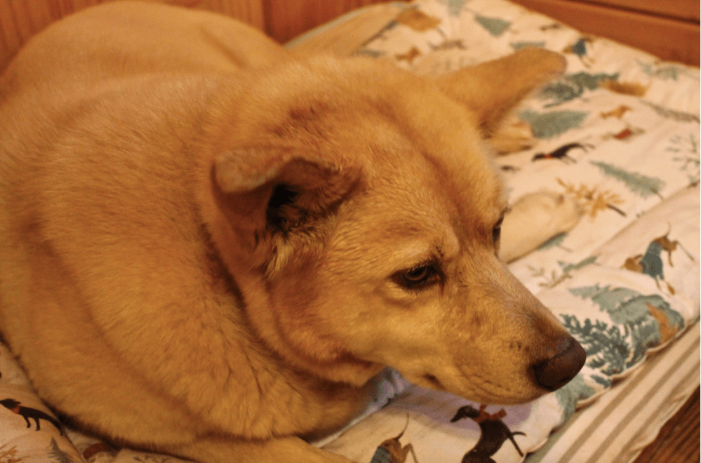 Screen Shot 2018-12-17 at 10.31.50 PM