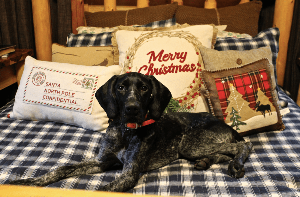 Screen Shot 2018-12-17 at 10.47.09 PM